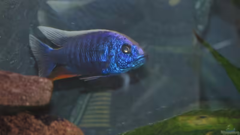 Icebergbock auf Tour von Schielefix (22)