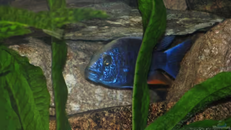 Icebergbock beim chillen in seinem Bunker von Schielefix (26)