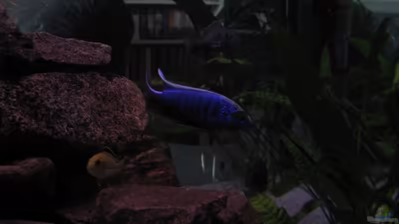 Icebergbock1 von Schielefix (18)