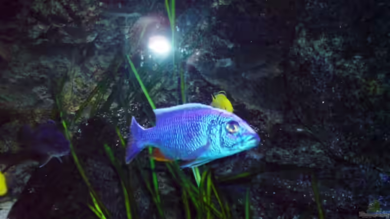 Ich.... von Dommsel (32)