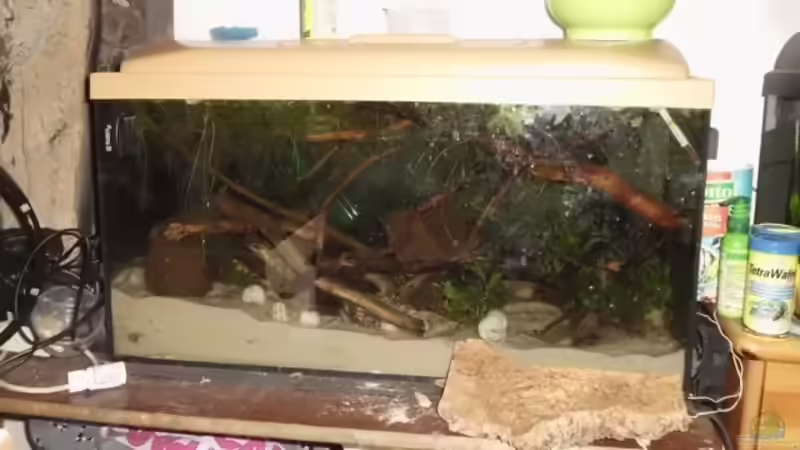 Ich bekomme keine Guten Bilder hin, und es ist inzwischen mehr mit Muschelblumen von Nils Müller (3)