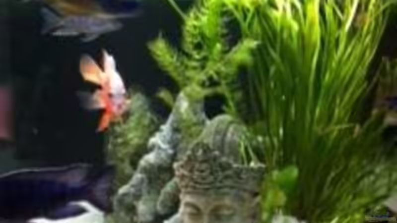 Ich bin Buddhistisch inspiriert :) von Jennifer Clee (23)