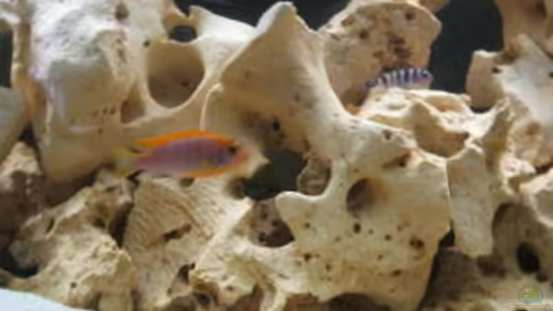 Ich bin der Boss von Bruno Dewald (15)