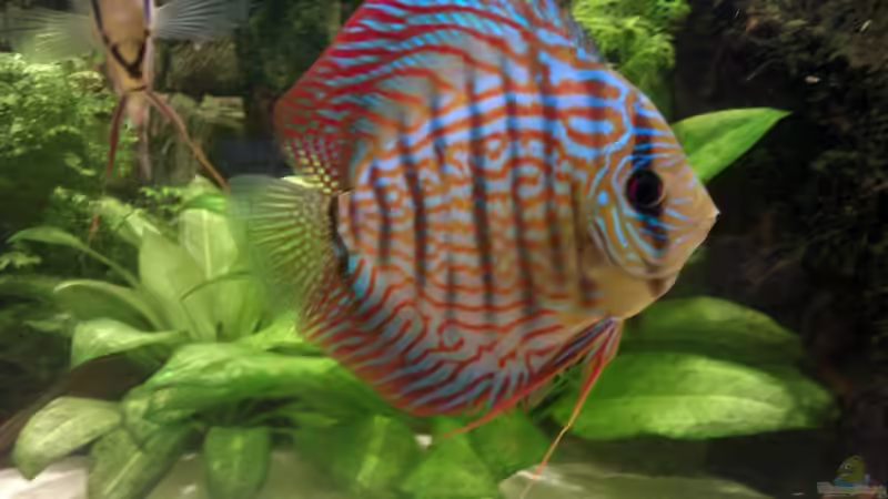 Ich bin ein Red Scribbelt (glaub ich zumindest) von Solitary (13)