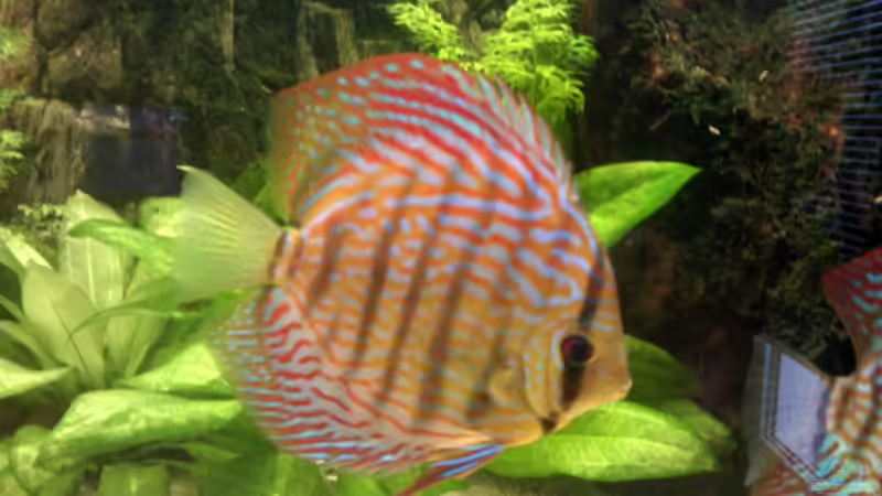 Ich bin ein Red Scribbelt (glaub ich zumindest) von Solitary (16)