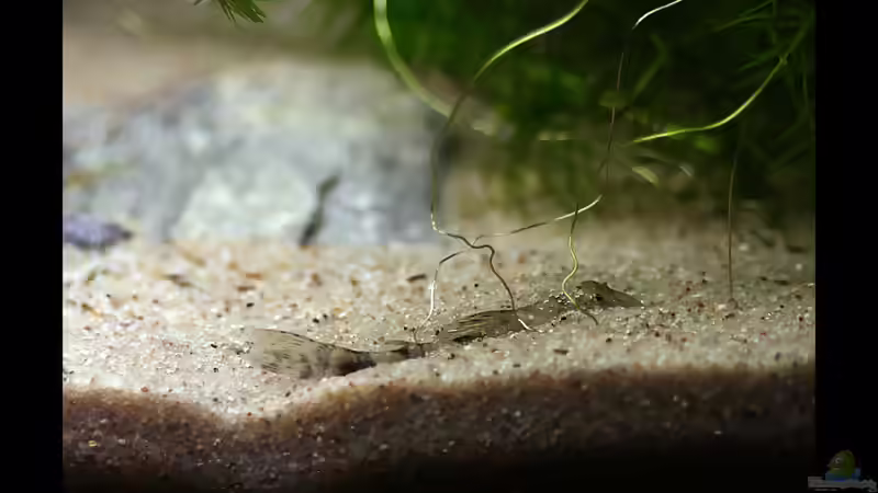 Ich bin gar nicht dahaa! Pitbull Wels hatte sich erschrocken. von vixen (21)