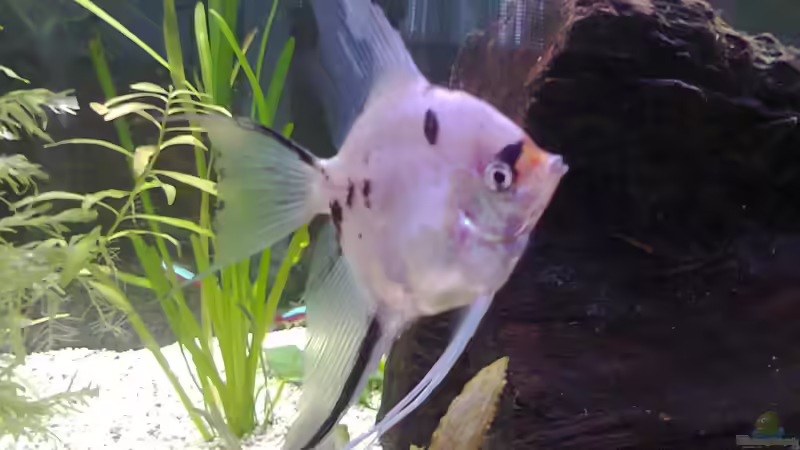 Ich bin GHOST von Katerina Schöbella (10)