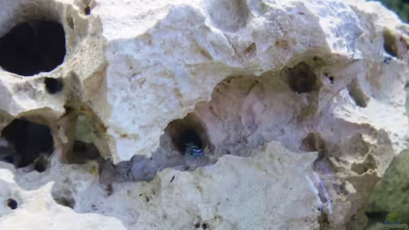 Ich bin Hugo ^^(kleiner Demansoni) von 47 Malawi (13)