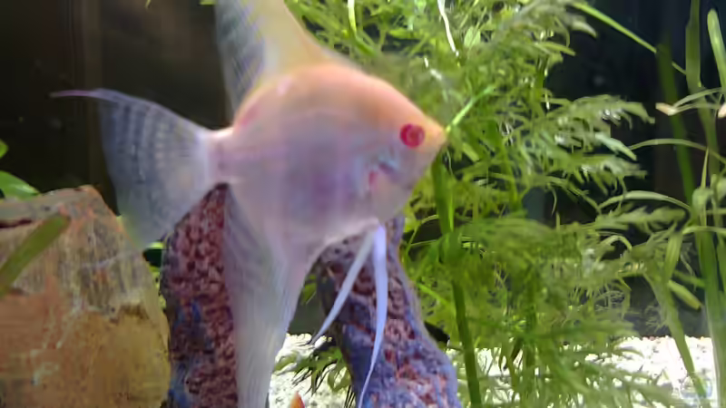 Ich bin RED von Katerina Schöbella (35)