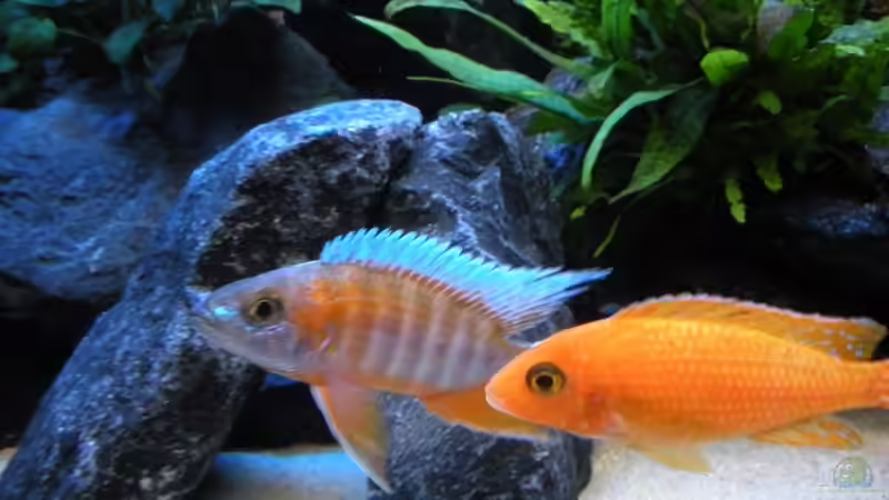 ich bin schneller................. von Peterfish (21)