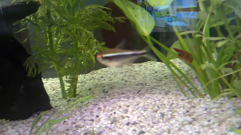 Ich bin SCHOKI von Katerina Schöbella (41)