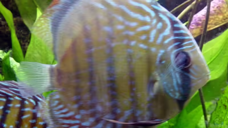 Ich bleibe dabei, das ist die Königsdisziplin... von The_Lizardking (43)