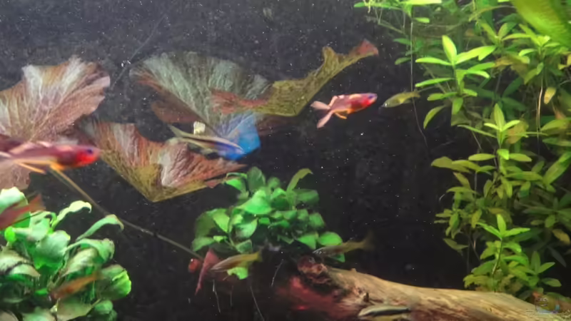 Ich brauch nen neue Fotomaschiene 18.2.12 von Heiko Stracke (76)