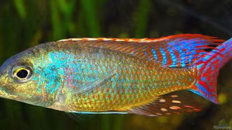 Ich darf hier mit rumschwimmen, Ende Juni! von Malawigo (30)