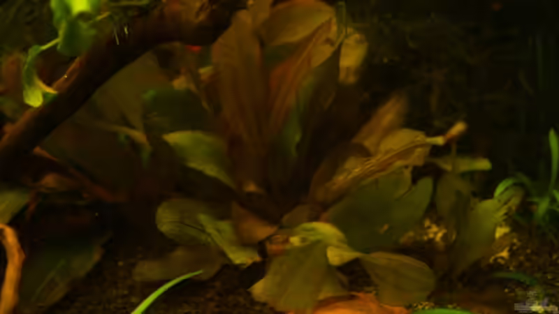 Ich denke eine Echinodorus, nur weiß ich leider nicht welche von RX (6)
