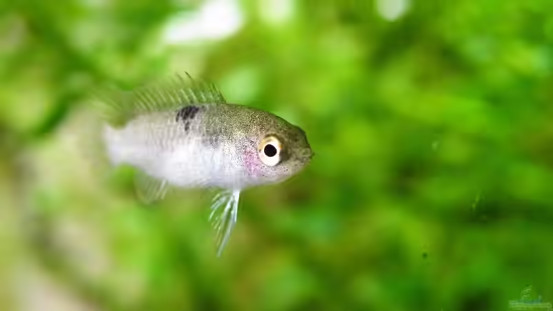 Ich Dich auch! - Dario Dario Weibchen - 01.08.2011 von bergfrau (37)