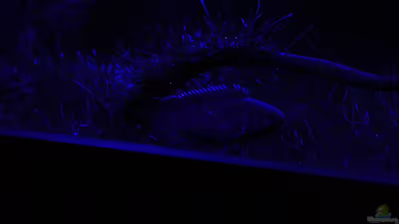 ich find es klasse von OrangeBuschfisch (24)