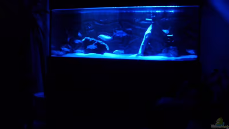 Ich finds toll is klar!;-)) ( Alter Besatz ) von Malawi und Diskus Fan (1)