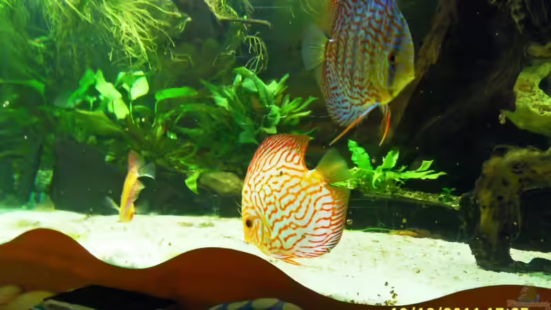 ich fresse von Ulrich Sauerhering (98)