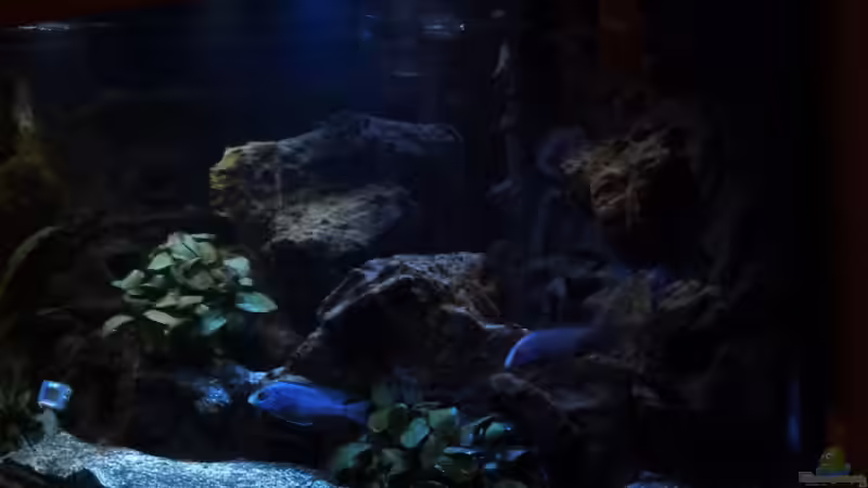 Ich glaub , es wird dunkel von Couro (14)