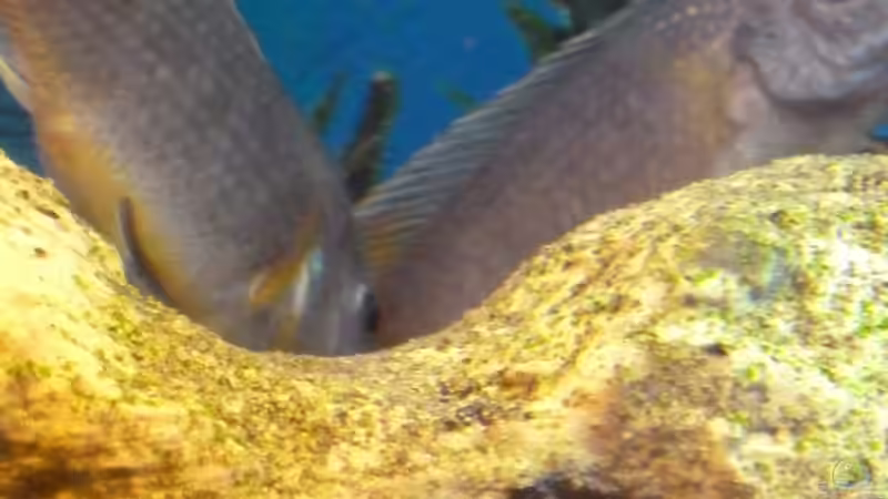 Ich glaub, es ist gelungen von Couro (29)