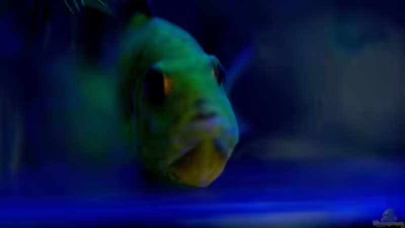 Ich glaub ich platz gleich ( ) von Dommsel (39)