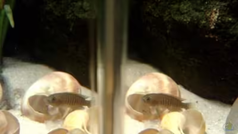 ich glaub ich seh doppelt!!! von Chris_R. (44)