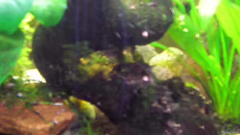 ich glaub ne Savanenwurzel von Südamerikafreak BK (8)