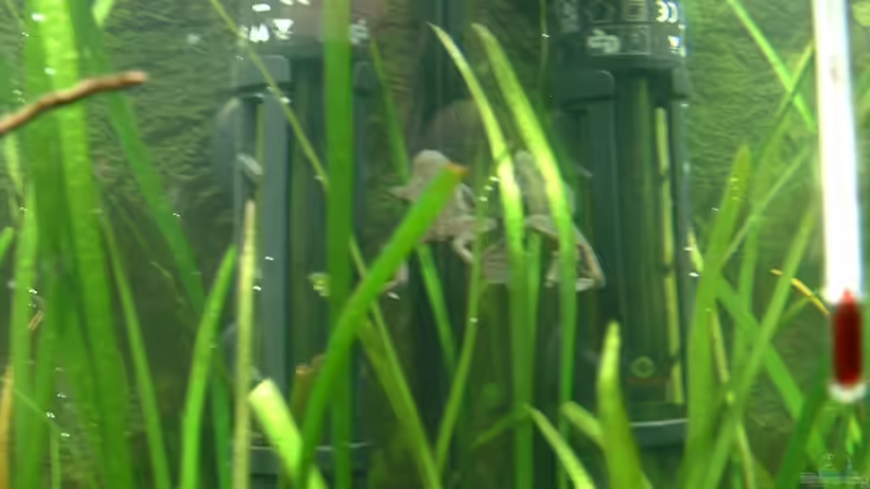 ich guck mal.... von Herzilein (12)