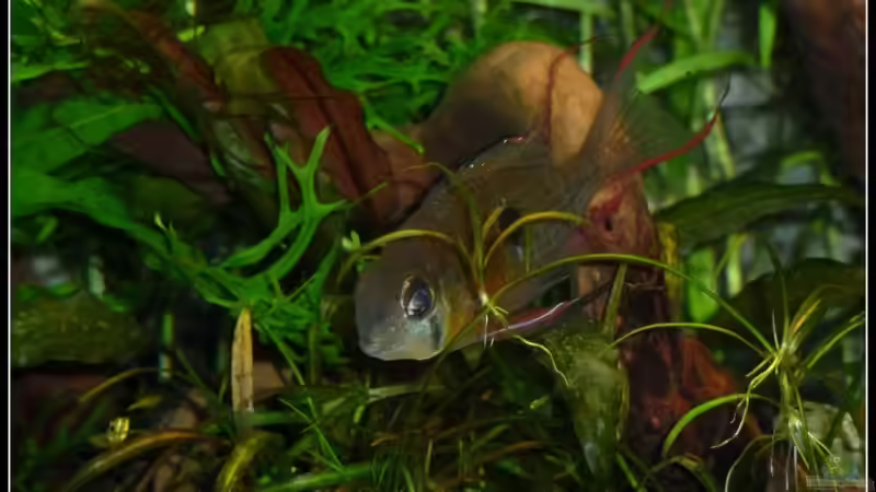 ´Ich hab die Pflanze nicht ausgebuddelt. Ganz ehrlich!!´ von *Dominique* (24)