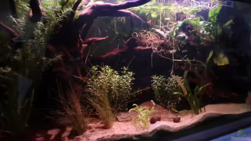 Ich hab mich mal an ein 54Liter Becken gewagt...bewohnt von einem Betta Splendens und ein paar Apfel- und Rennschnecken! :) Leider bekomm ich mit meiner Exilim keine wirklich tollen Fotos hin:/ von Erik H. (19)