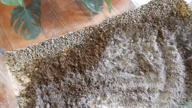 Ich habe den Lavasplit am Rand nicht mit Sand bedeckt.  von miv (4)