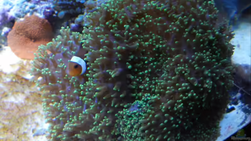 Ich habe mein Plätzchen gefunden. von Rolf Mohr (32)