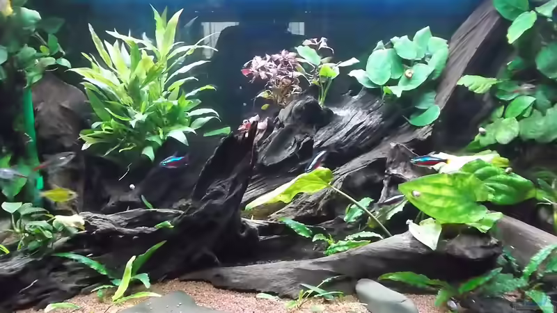 Ich habe noch ein paar Pflanzen nachgerüstet, u.A. Ludwigien von Ralf-Uwe Hedderich (2)