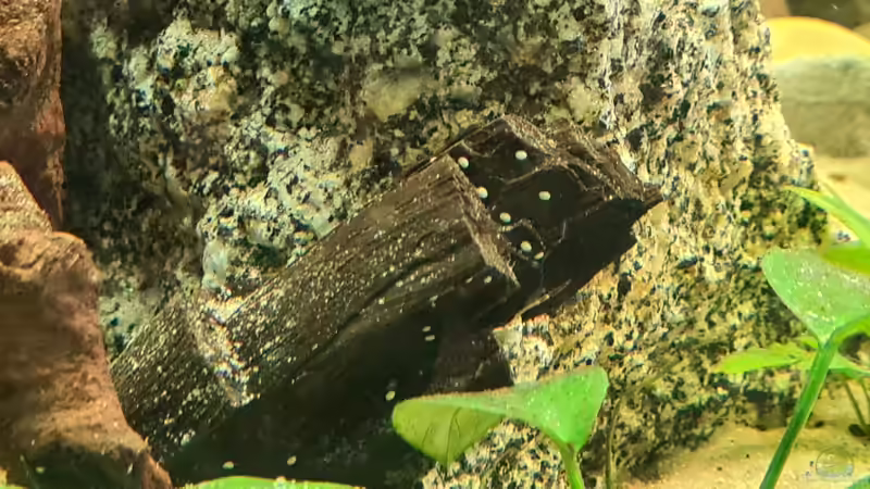 Ich hoffe eier von der Prinzessin of Sambia von Somi7 (2)