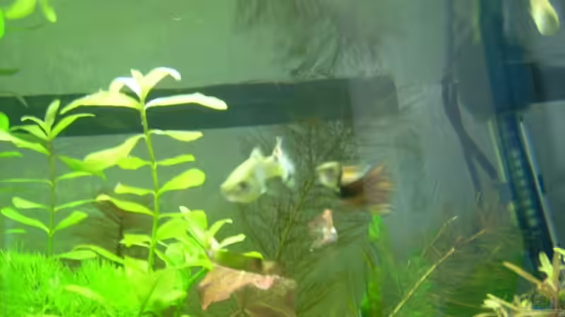 Ich hoffe ich kann die Fische nochmal besser fotografieren von Belvina (6)