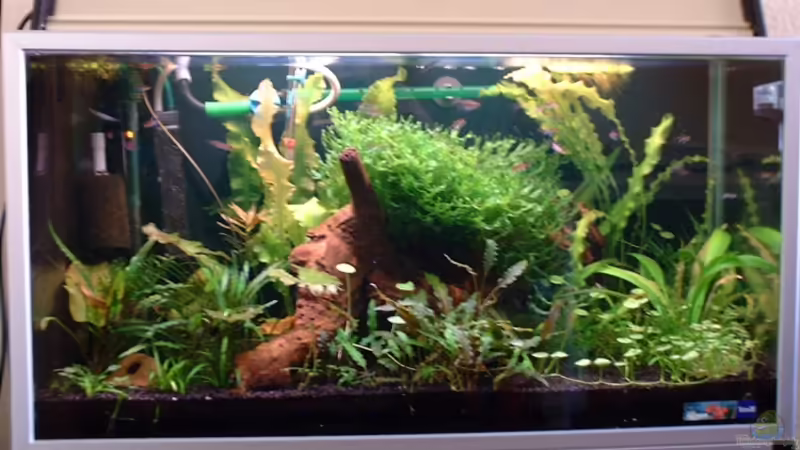 Ich hoffe ihr vergebt mir, das Bild ist schon besser aber ich arbeite daran Ich hoffe ihr vergebt mir, das Bild ist schon besser aber ich arbeite daran