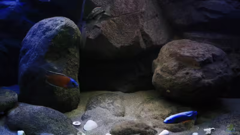 Ich lasse es einfach wirken, das Becken mit dem neu gestaltetem Boden von Florian Bandhauer (34)