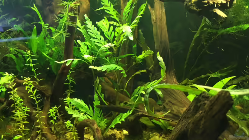 Ich mag diese Pflanze einfach! von Harald Kästner (8)