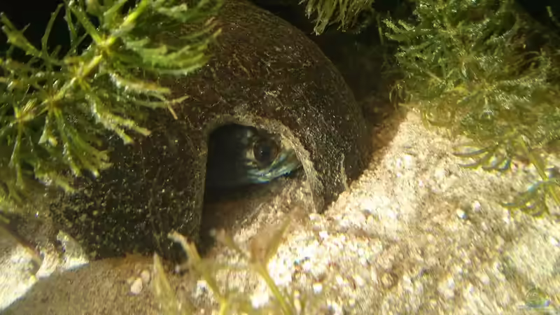 Ich pass auch mit 18 cm noch in eine Kokosnuss. von AquaTobi90 (47)