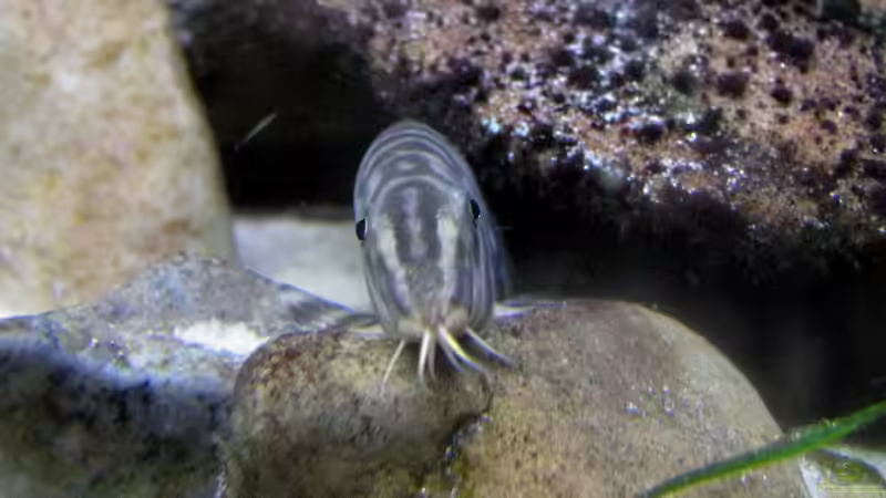 Ich sehe dich! von Lixa (15)