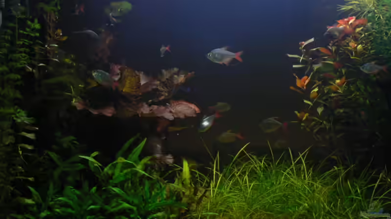 Ich sehe sie wachsen, den Tigerlotus und den Wasserkelch. von Zapfenmanderl (18)