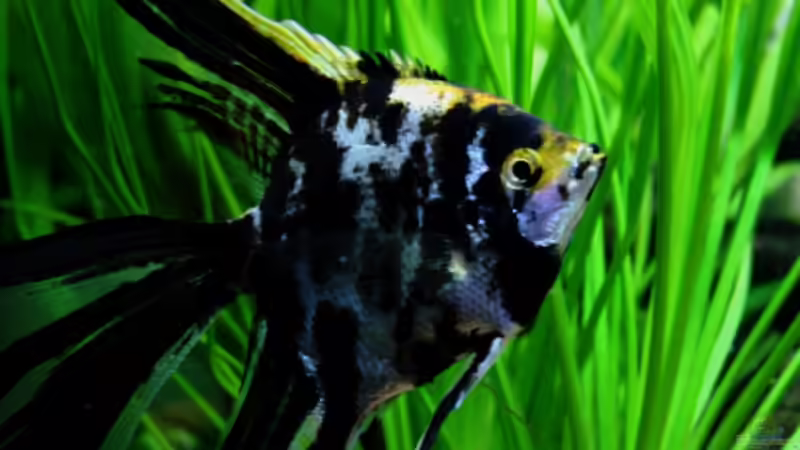 ***Ich tanz lieber meinen Schleiertanz!*** von Sue (49)