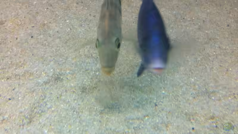 Ich weich dir nicht von der Seite :)  von Dynnarts (44)