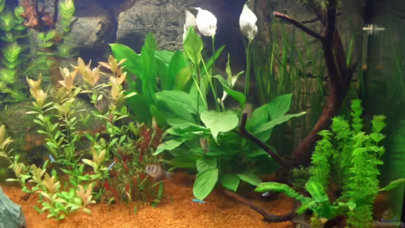 Ich weiß, dass dies eigentlich eine emers wachsende Pflanze ist und die Blüten von Zork-Nemesis (12)