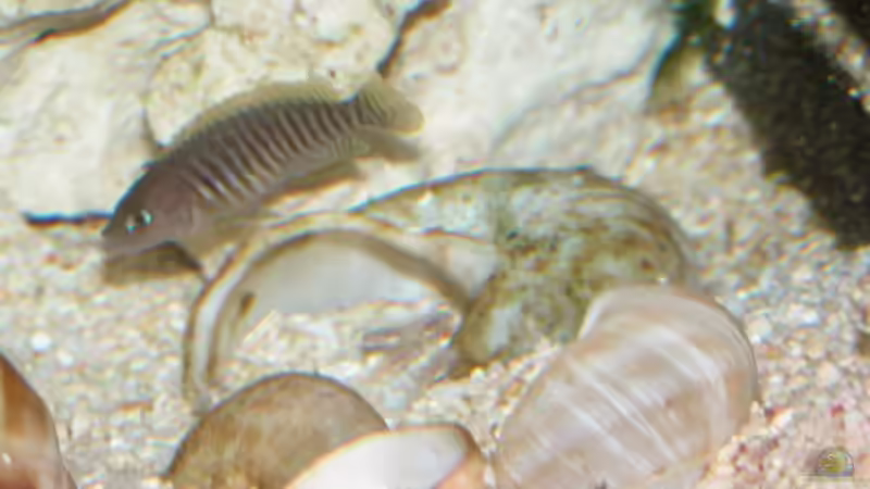 ich weiss iss etwas unscharf, aber man erkennt die kleinen am Schneckenhaus von Bastian Burger (18)