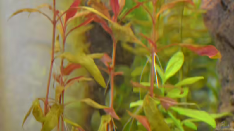 Ich weiß leider nicht, was das für eine Pflanze ist (Tipps?) von Lilobär (11)