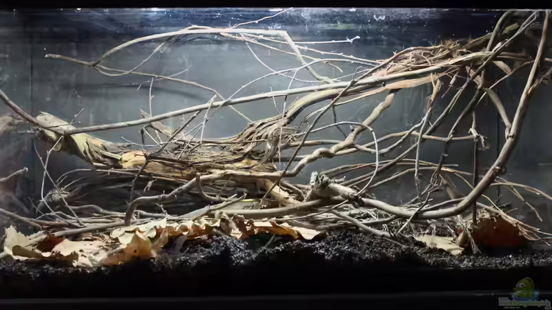 Ich will auch Aquarium, oder "der einfache Weg zu einem Biotopaquarium"