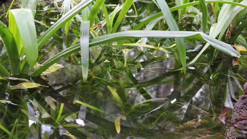 Ich will auch Aquarium, oder "Keine Angst vorm Einrichten"