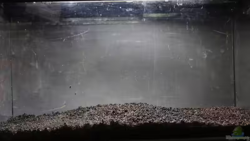 Ich will auch Aquarium, oder "der einfache Weg zu einem Biotopaquarium"